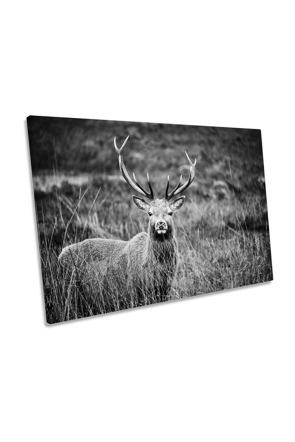 Being Noticed Stag Deer Antlers Wildlife Canvas Wall Art Picture Print