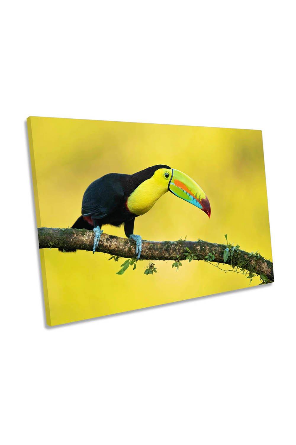 Yellow Keel-Billed Toucan Bird Wildlife Canvas Wall Art Picture Print