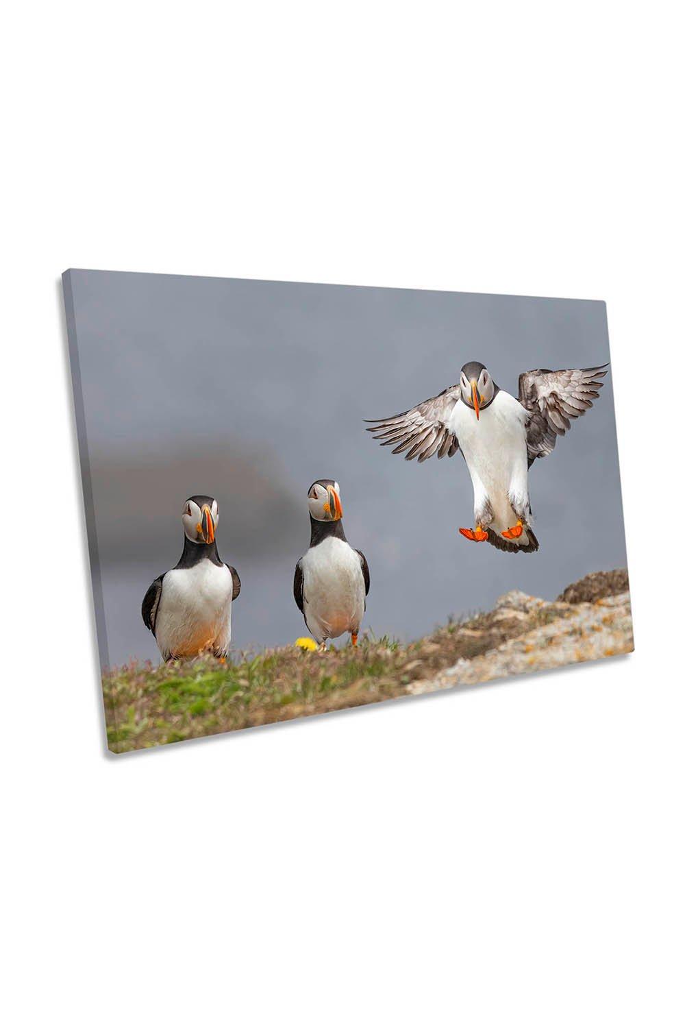I Am Coming Puffin Birds Wildlife Canvas Wall Art Picture Print
