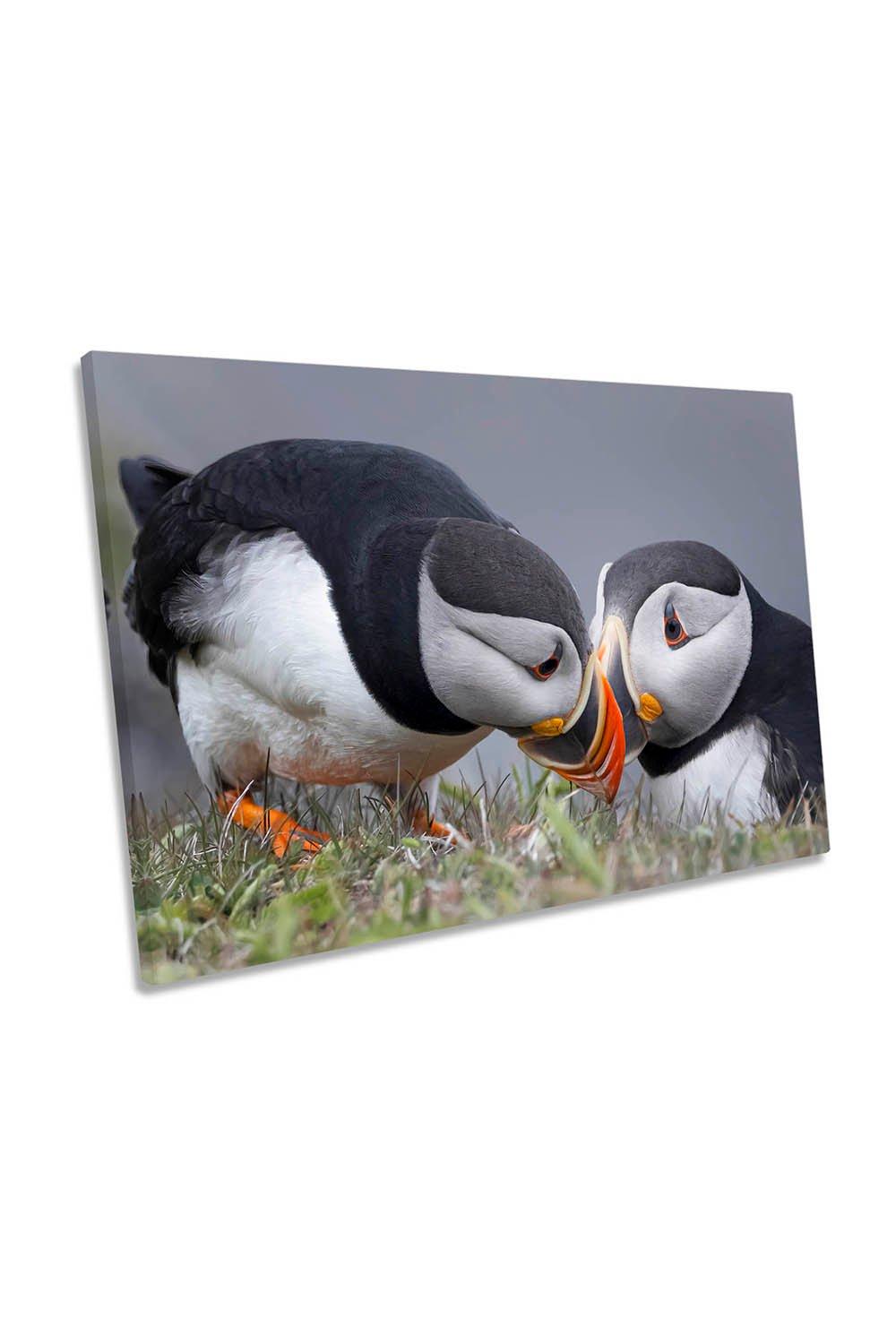 Whisper Pair of Puffin Birds Wildlife Canvas Wall Art Picture Print