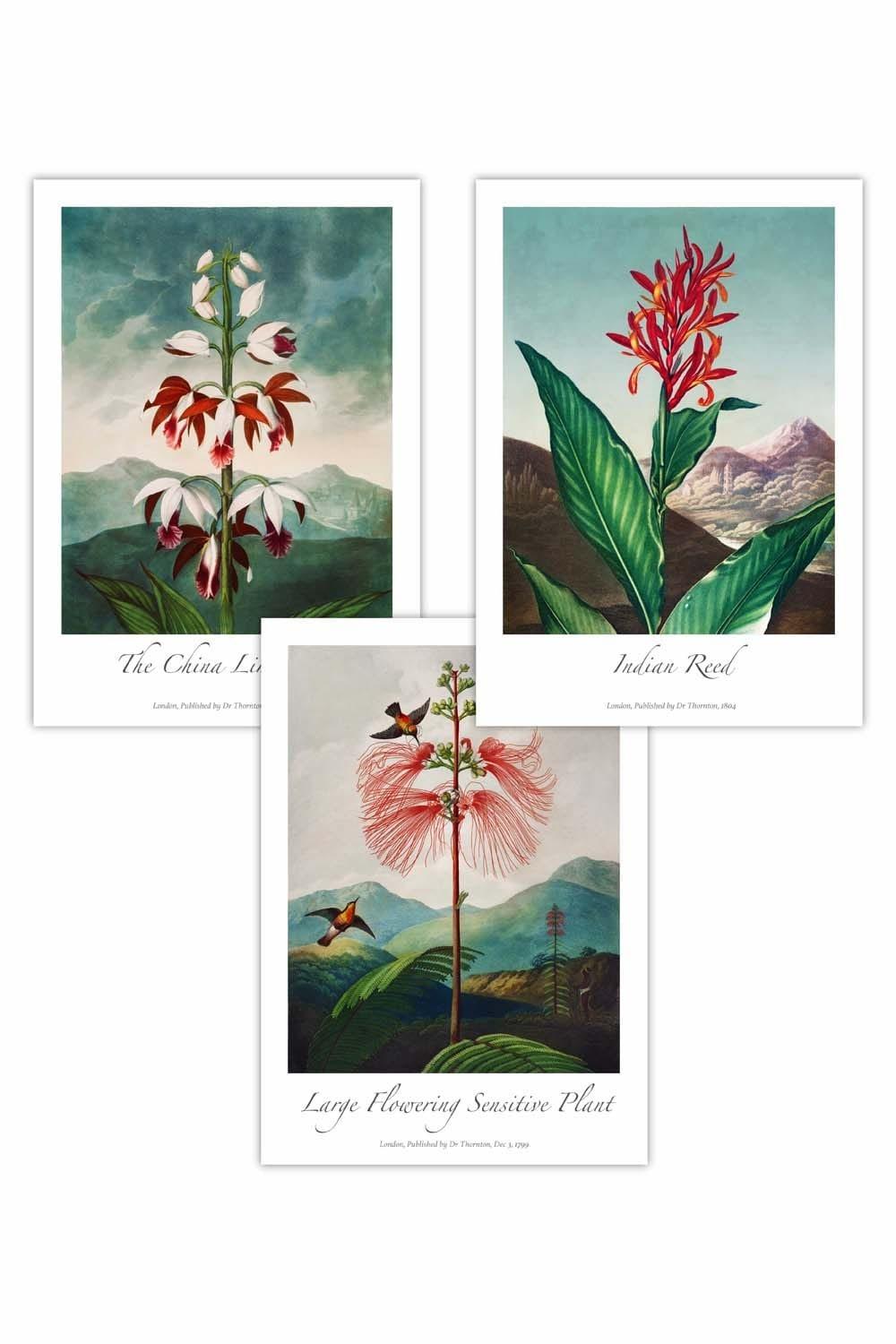 Set of 3 Vintage Exotic Eastern Floral Art Posters