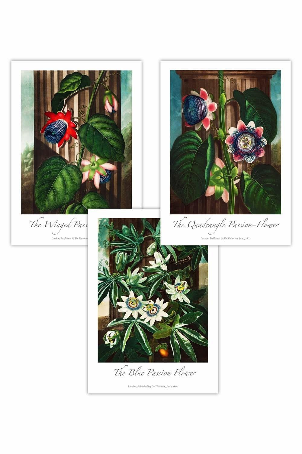 Set of 3 Vintage Passion Flowers Floral Art Posters