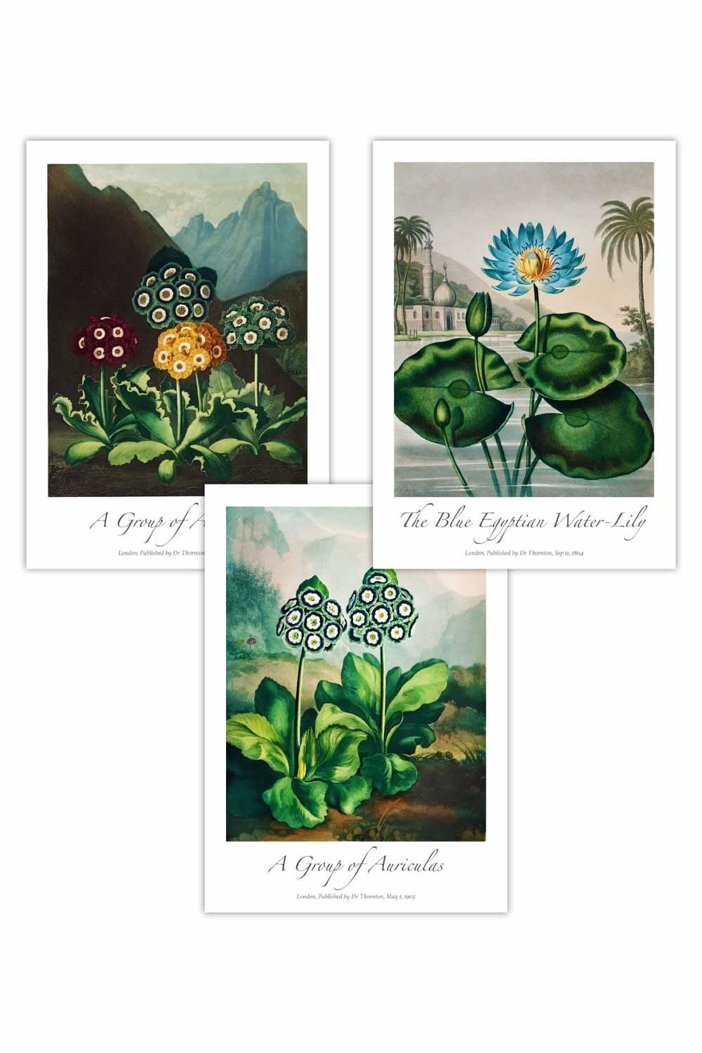 Set of 3 Vintage Auricula and Lily Flowers Floral Art Posters