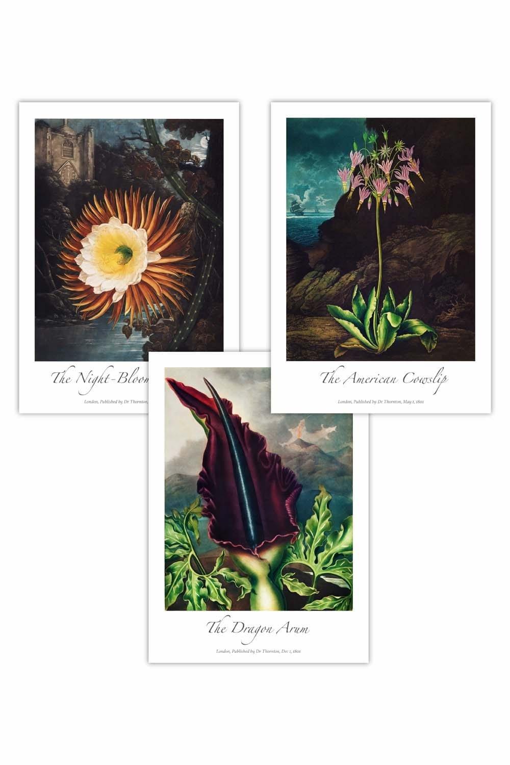 Set of 3 Vintage Exotic Flowers Botanical Art Posters