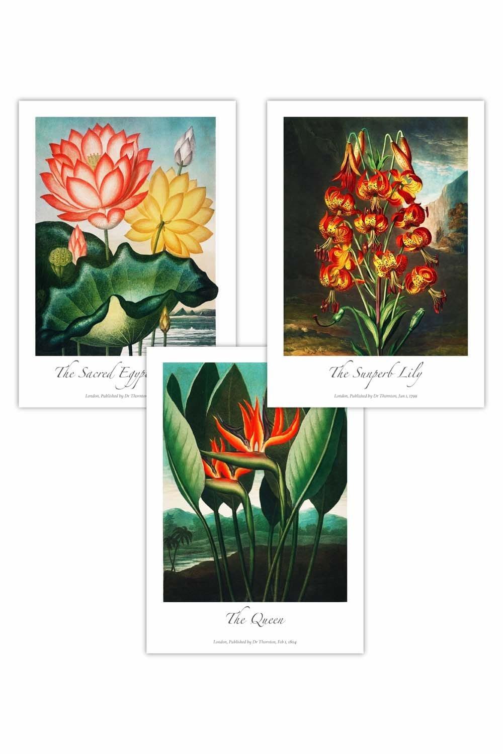 Set of 3 Vintage Tropical Flowers Botanical Art Posters