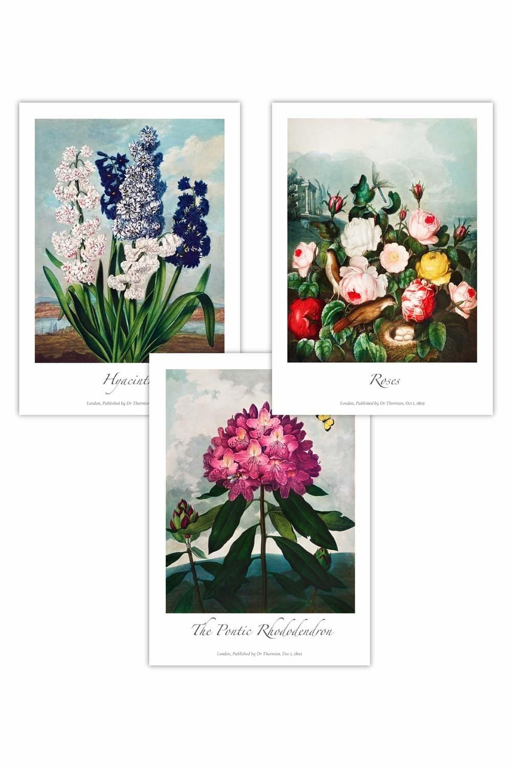 Set of 3 Vintage Cottage Garden Flowers Botanical Art Posters