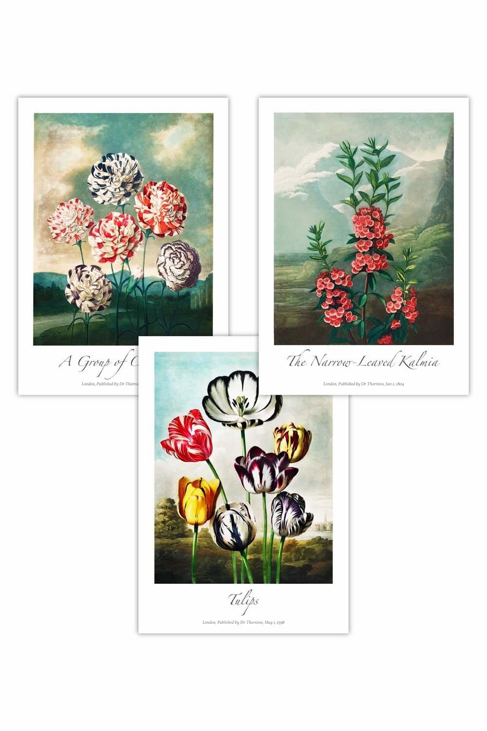 Set of 3 Vintage Botanical Cottage Garden Flowers Carnations Art Posters