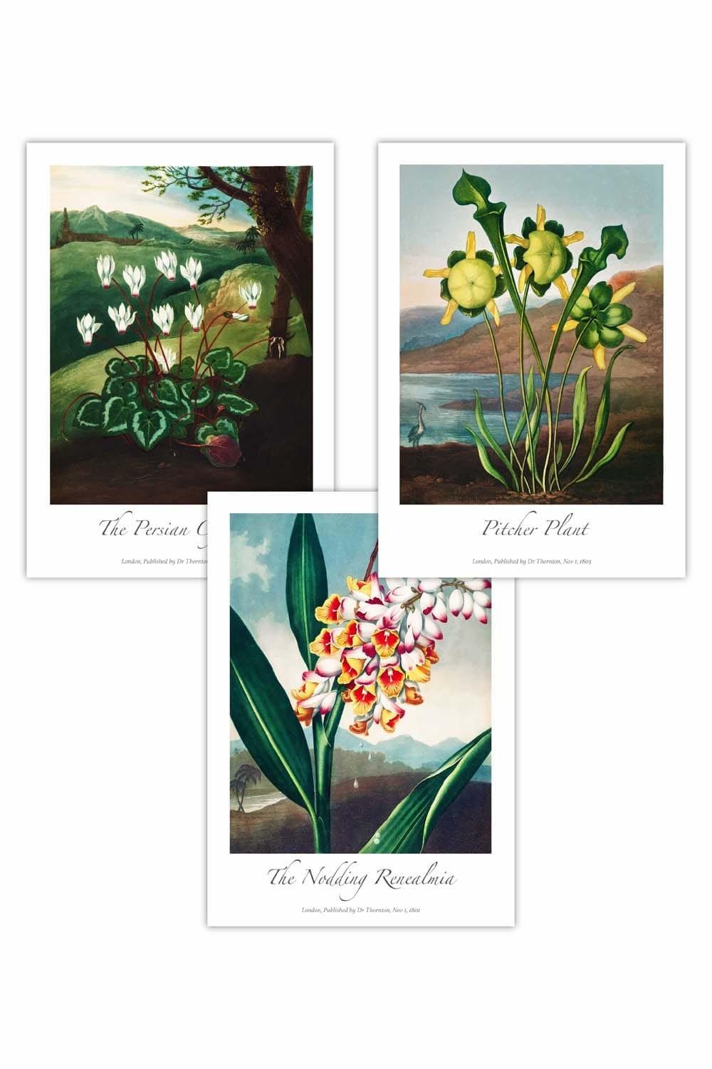Set of 3 Vintage Botanical Medicinal Flowers Art Posters